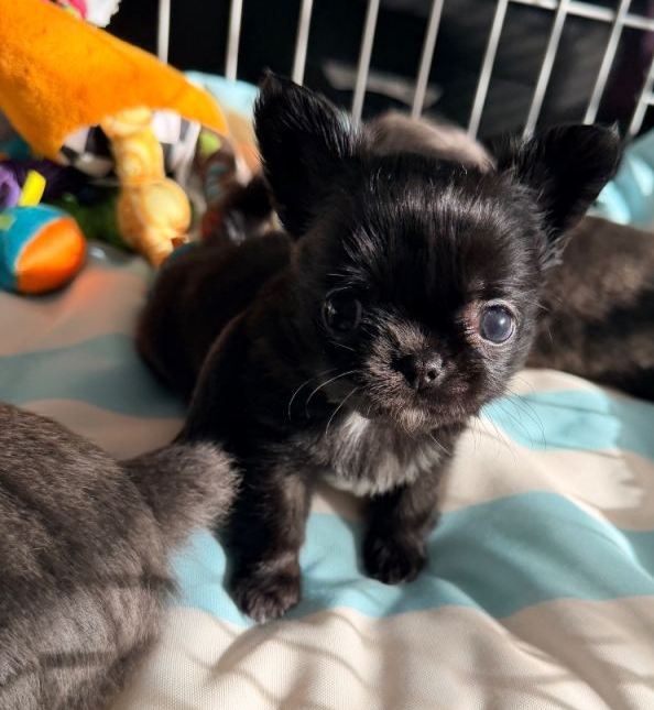 find Chihuahua breeders near Houlton ME