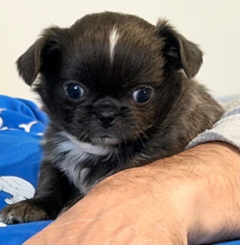 Long-Coat Chihuahua Puppies – Sweet Girl & Tiny Black Boy - Image 4