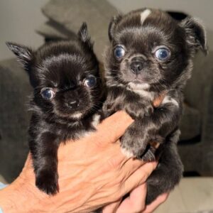 find Chihuahua breeders near Houlton ME