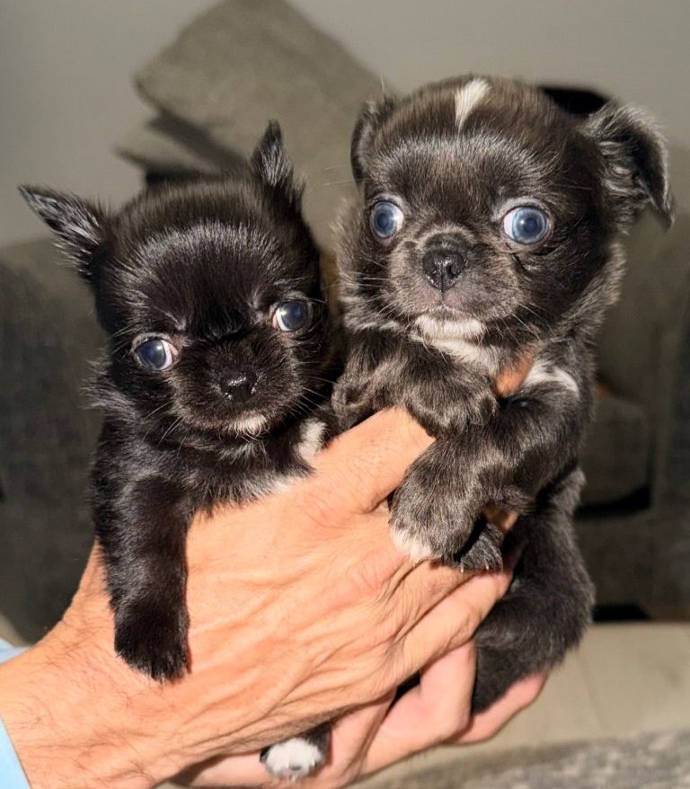 find Chihuahua breeders near Houlton ME