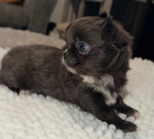 Long-Coat Chihuahua Puppies – Sweet Girl & Tiny Black Boy - Image 2