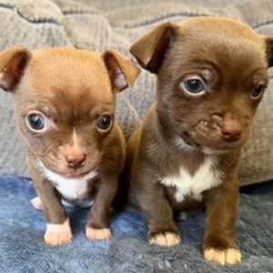 find Chihuahua breeders near Houlton, ME