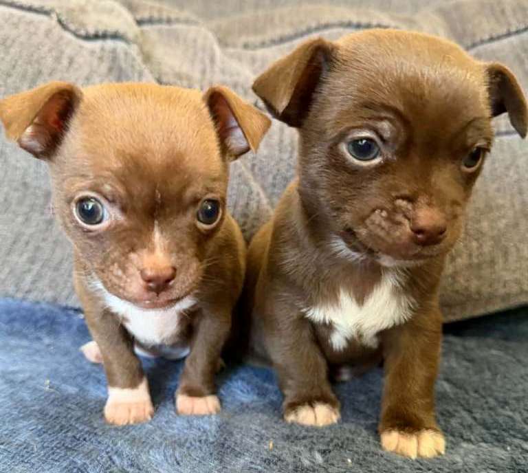 find Chihuahua breeders near Houlton, ME