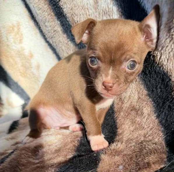 Coco & Bruno – Tiny Chihuahua Puppies | Sweet & Family-Raised - Image 3
