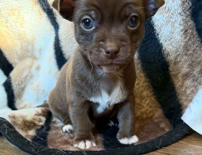 Coco & Bruno – Tiny Chihuahua Puppies | Sweet & Family-Raised - Image 2